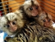 marmoset monkeys for sale
